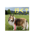むらよし_シェルティ_2（個別スタンプ：29）