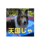 むらよし_シェルティ_2（個別スタンプ：31）