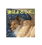 むらよし_シェルティ_2（個別スタンプ：39）