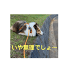 むらよし_シェルティ_2（個別スタンプ：40）