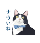 おもしろ昭和コトバをしゃべる猫 ♪（個別スタンプ：9）
