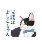 おもしろ昭和コトバをしゃべる猫 ♪（個別スタンプ：19）