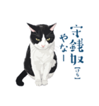おもしろ昭和コトバをしゃべる猫 ♪（個別スタンプ：22）