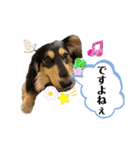 ミニチュアダックスのカレンくん（個別スタンプ：5）