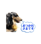 ミニチュアダックスのカレンくん（個別スタンプ：8）