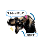 ミニチュアダックスのカレンくん（個別スタンプ：9）