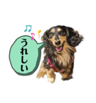 ミニチュアダックスのカレンくん（個別スタンプ：12）