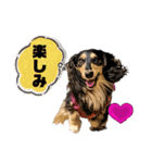 ミニチュアダックスのカレンくん（個別スタンプ：13）