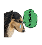 ミニチュアダックスのカレンくん（個別スタンプ：15）