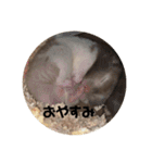 大福とバロくん（個別スタンプ：2）
