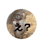 大福とバロくん（個別スタンプ：11）