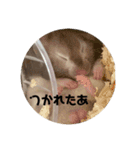 大福とバロくん（個別スタンプ：14）