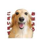 鬼カワダックス犬ココちゃんスタンプ その1（個別スタンプ：1）
