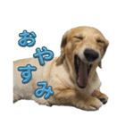 鬼カワダックス犬ココちゃんスタンプ その1（個別スタンプ：2）