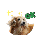 鬼カワダックス犬ココちゃんスタンプ その1（個別スタンプ：3）