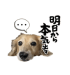 鬼カワダックス犬ココちゃんスタンプ その1（個別スタンプ：4）