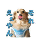 鬼カワダックス犬ココちゃんスタンプ その1（個別スタンプ：5）