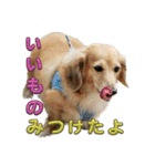 鬼カワダックス犬ココちゃんスタンプ その1（個別スタンプ：6）