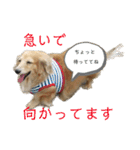 鬼カワダックス犬ココちゃんスタンプ その1（個別スタンプ：7）