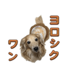 鬼カワダックス犬ココちゃんスタンプ その1（個別スタンプ：8）