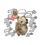鬼カワダックス犬ココちゃんスタンプ その1（個別スタンプ：10）