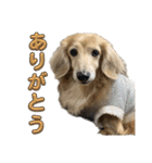 鬼カワダックス犬ココちゃんスタンプ その1（個別スタンプ：11）