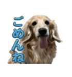 鬼カワダックス犬ココちゃんスタンプ その1（個別スタンプ：12）