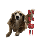 鬼カワダックス犬ココちゃんスタンプ その1（個別スタンプ：13）