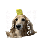 鬼カワダックス犬ココちゃんスタンプ その1（個別スタンプ：14）