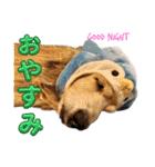 鬼カワダックス犬ココちゃんスタンプ その1（個別スタンプ：16）