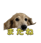 鬼カワダックス犬ココちゃんスタンプ その1（個別スタンプ：17）