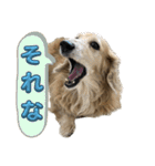 鬼カワダックス犬ココちゃんスタンプ その1（個別スタンプ：18）