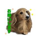 鬼カワダックス犬ココちゃんスタンプ その1（個別スタンプ：21）