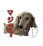 鬼カワダックス犬ココちゃんスタンプ その1（個別スタンプ：22）