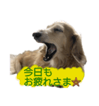 鬼カワダックス犬ココちゃんスタンプ その1（個別スタンプ：23）
