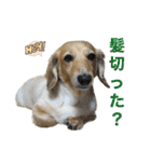 鬼カワダックス犬ココちゃんスタンプ その1（個別スタンプ：24）