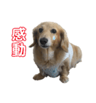 鬼カワダックス犬ココちゃんスタンプ その1（個別スタンプ：25）