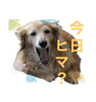 鬼カワダックス犬ココちゃんスタンプ その1（個別スタンプ：28）