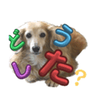 鬼カワダックス犬ココちゃんスタンプ その1（個別スタンプ：30）