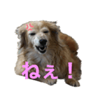 鬼カワダックス犬ココちゃんスタンプ その1（個別スタンプ：31）