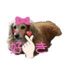 鬼カワダックス犬ココちゃんスタンプ その1（個別スタンプ：32）