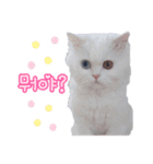 オッドアイの愛猫韓国語（個別スタンプ：7）