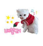 オッドアイの愛猫韓国語（個別スタンプ：8）
