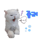 オッドアイの愛猫韓国語（個別スタンプ：10）