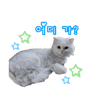 オッドアイの愛猫韓国語（個別スタンプ：11）