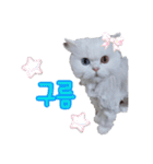 オッドアイの愛猫韓国語（個別スタンプ：16）