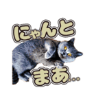 ゆる会SP feat.GENTIL（個別スタンプ：14）