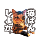 ゆる会SP feat.GENTIL（個別スタンプ：15）