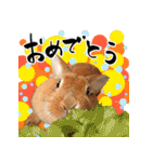 うどんという名のうさぎ（個別スタンプ：16）