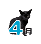黒猫ぐー姫のカレンダー（月と春夏秋冬）（個別スタンプ：4）